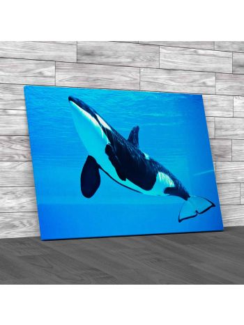 Friendly Killer Whale Canvas Print Large Picture Wall Art
