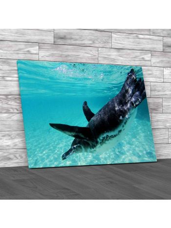 Galapagos Penguin Canvas Print Large Picture Wall Art