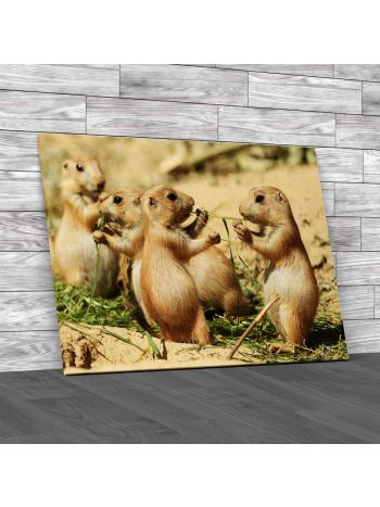 Two Baby Prairie Dogs Canvas Print Large Picture Wall Art