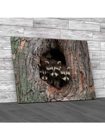 Three Young Raccoons Canvas Print Large Picture Wall Art