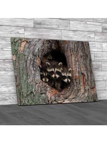 Three Young Raccoons Canvas Print Large Picture Wall Art