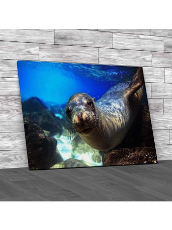 Sea Lion Swimming Underwater Canvas Print Large Picture Wall Art