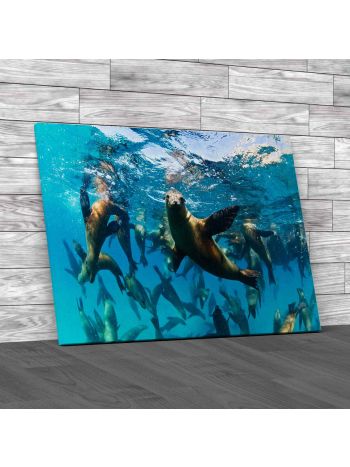 Californian Sea Lions Waving Canvas Print Large Picture Wall Art