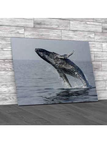 Hump Back Whale Off The Coast Of Honolulu Canvas Print Large Picture Wall Art