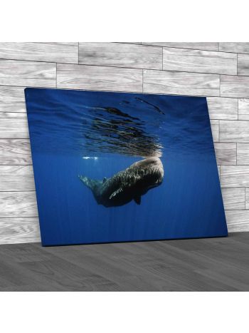 Sperm Whale Off Sri Lanka Canvas Print Large Picture Wall Art