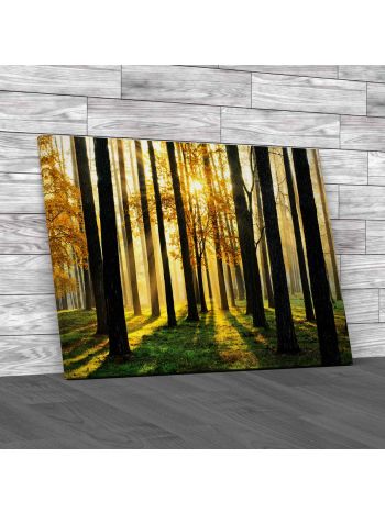 Morning Scene In The Forest Canvas Print Large Picture Wall Art