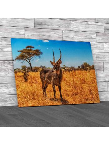 Waterbuck At Serengeti National Park Canvas Print Large Picture Wall Art