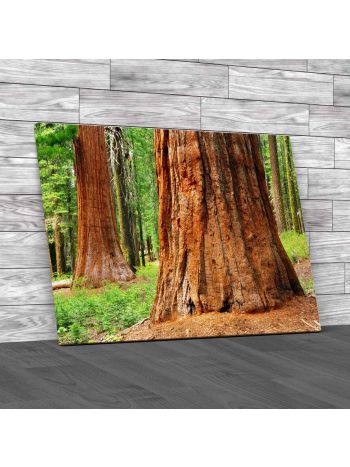 Giant Sequoias Yosemite National Park Canvas Print Large Picture Wall Art