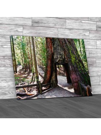 Tunnel In Sequoia Yosemite National Park Canvas Print Large Picture Wall Art