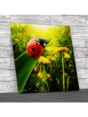 Ladybug Sunlight On The Field Square Canvas Print Large Picture Wall Art